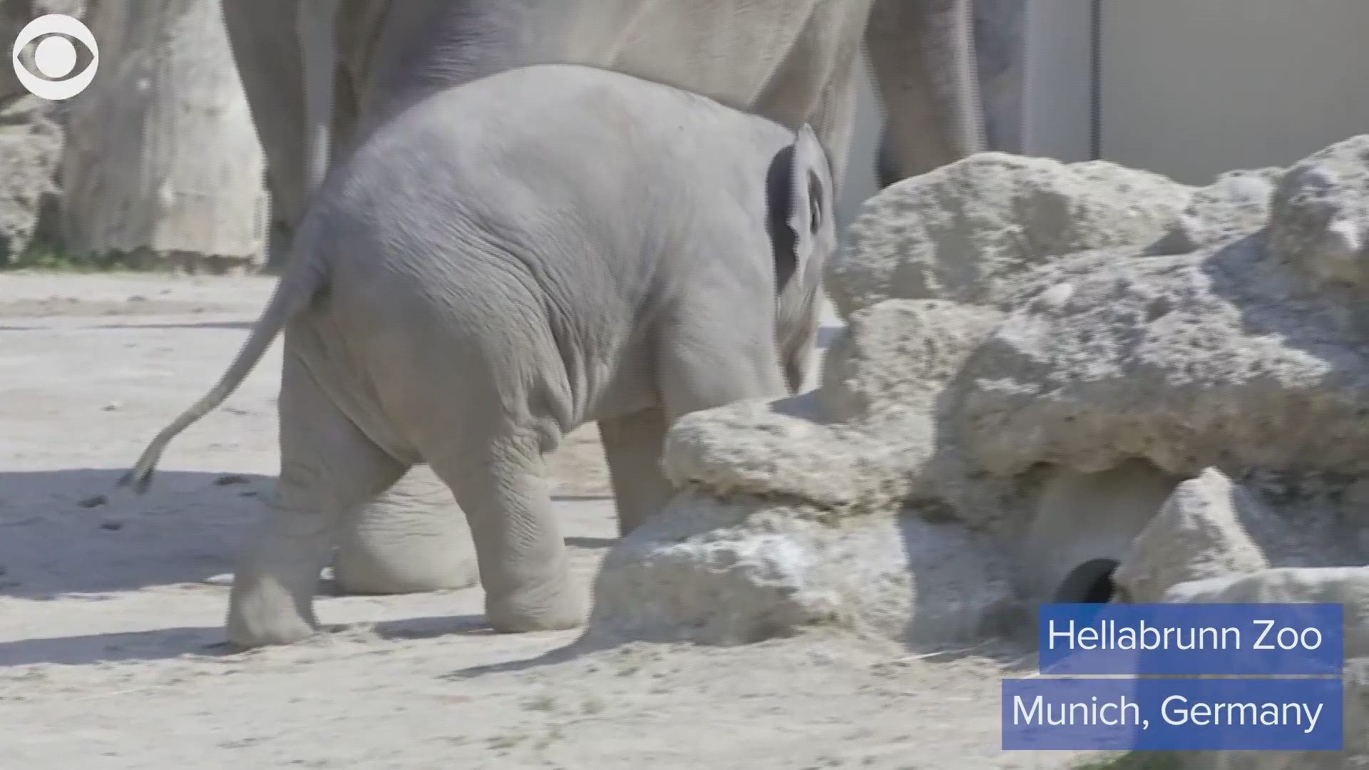 CUTE: Look at this baby elephant enjoying the spring weather at a zoo in Munich, Germany on Tuesday (4/27).
