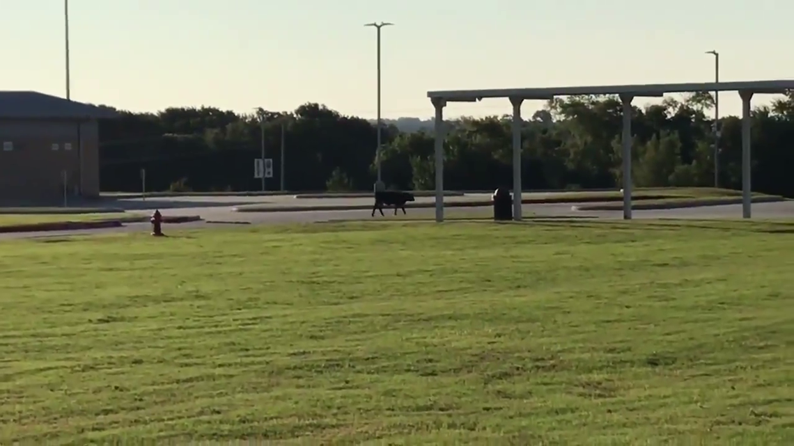 Cow on Lake Creek High School campus just 'mooooving' along in ...