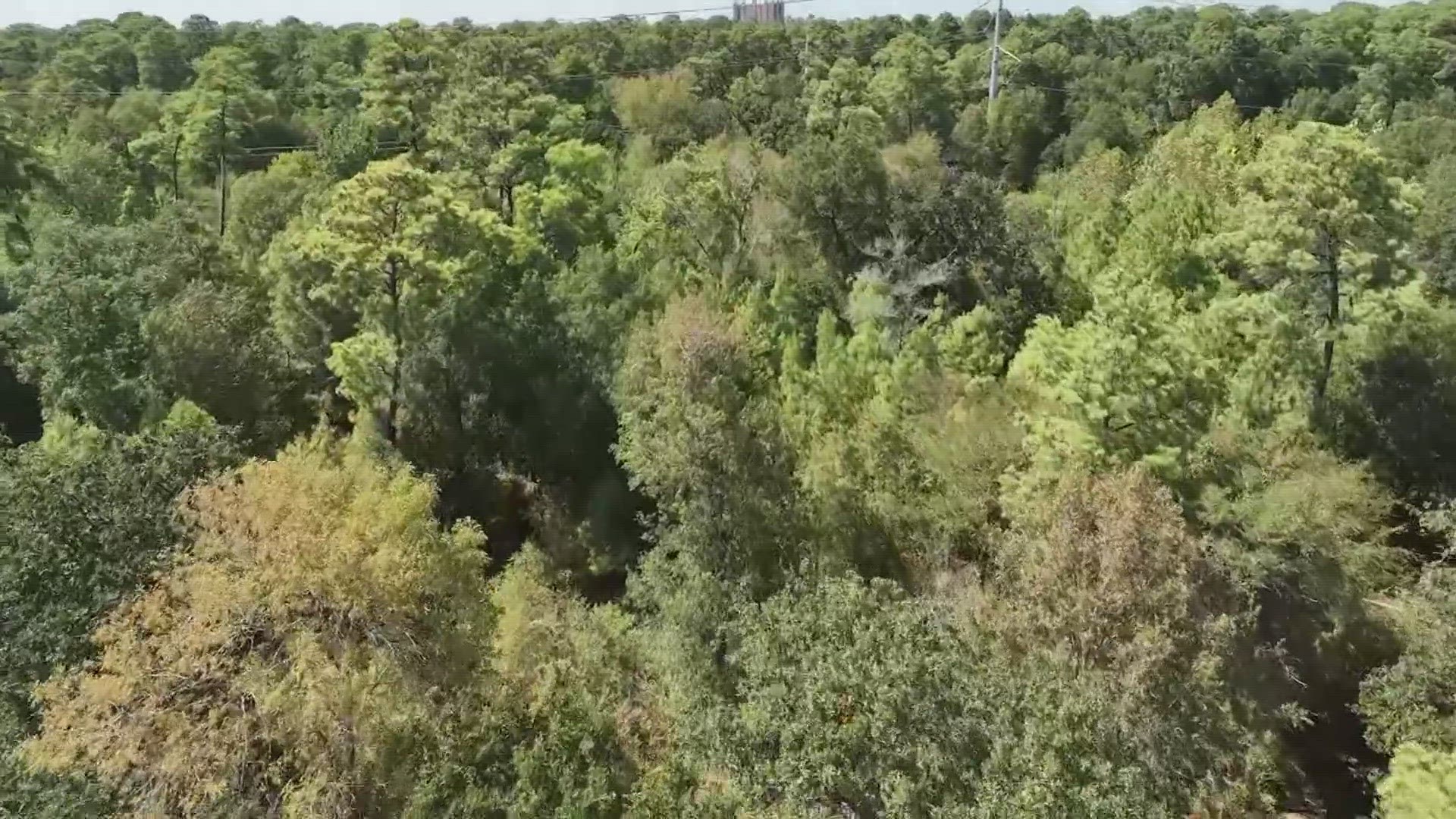 Tree Solutions of Texas says many factors including the heat, drought conditions and not enough water are causing many trees to die out, but not at historic levels.