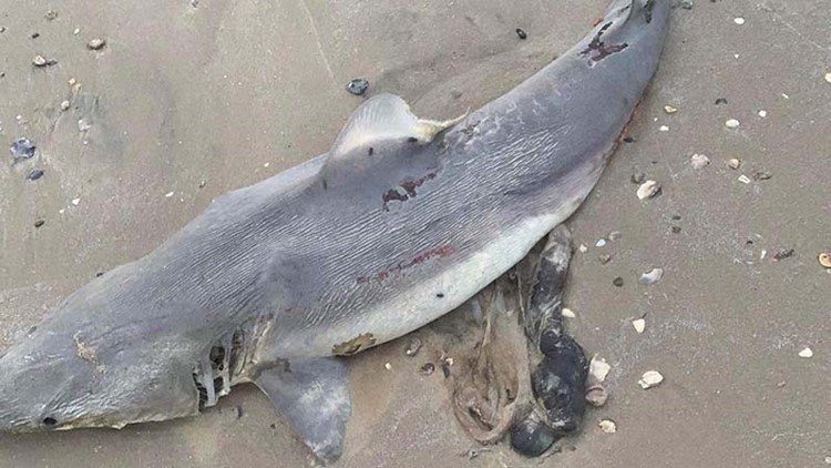 Dead sharks recovered in illegal gill nets near border - Texas