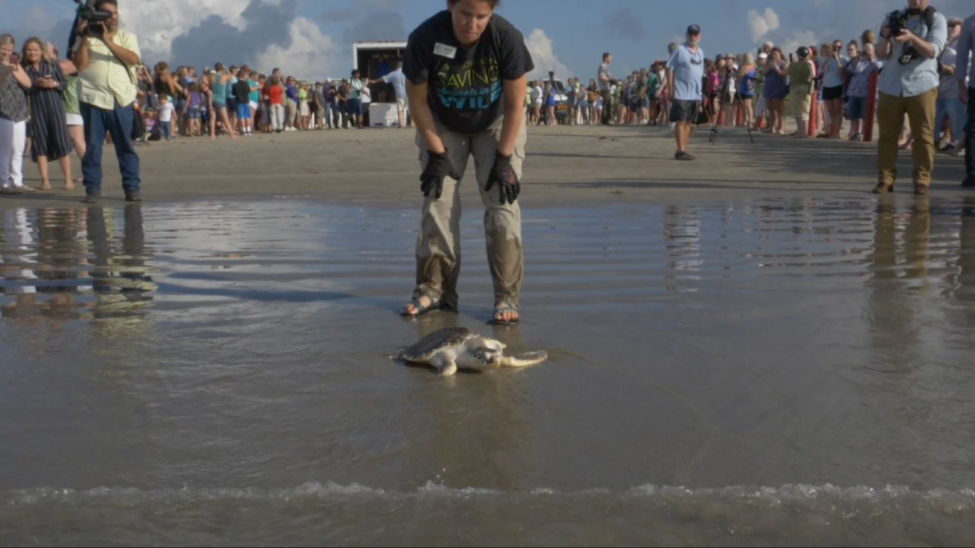 Sea turtles released into the wild after months of rehabilitation ...