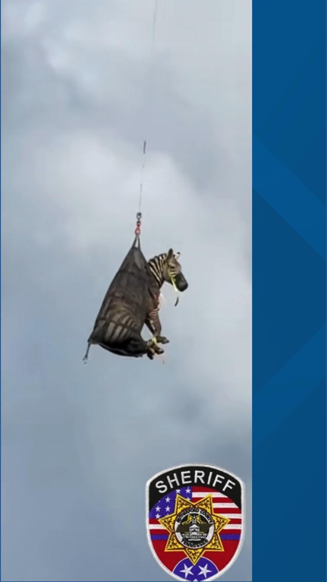 Zebra Cdc Zebra Ed returned safely after Tennessee escape | khou.com