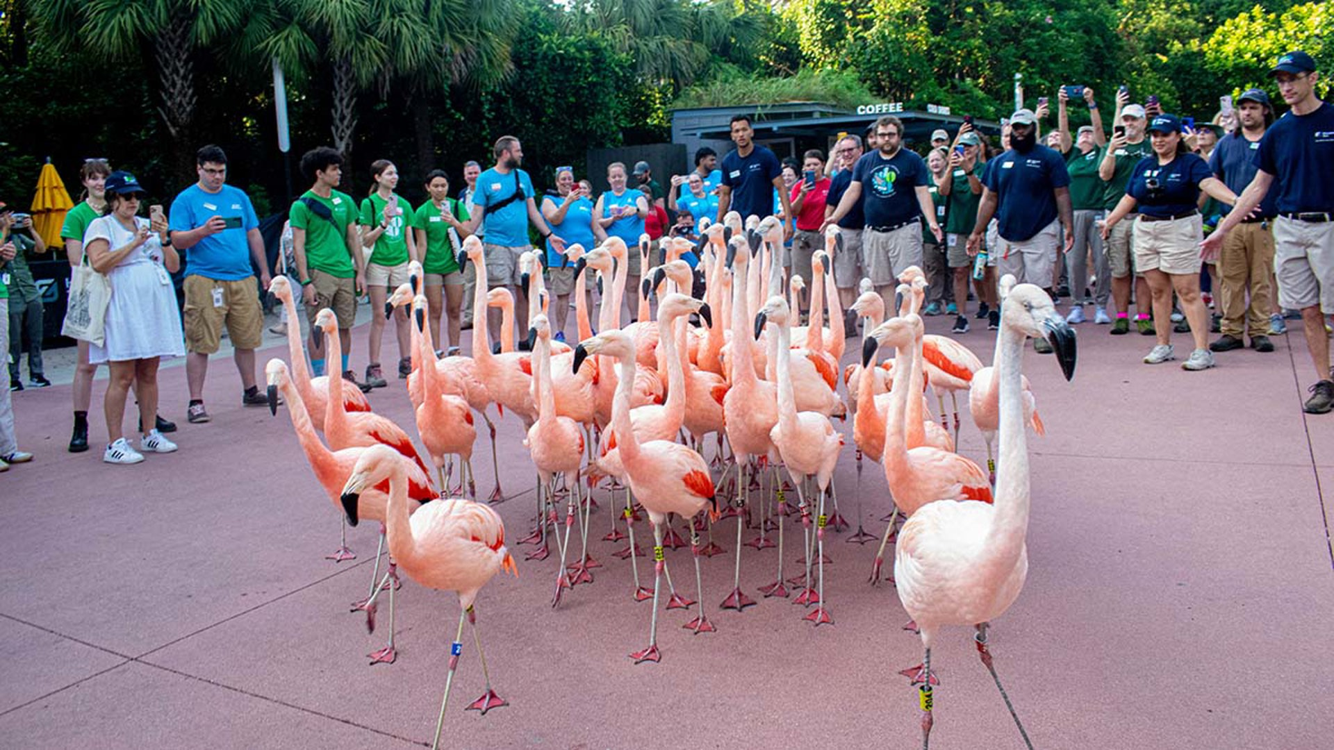About 200 zoo employees and volunteers helped direct the 54 Chilean flamingos to their new neighborhood by forming a human wall along the way.