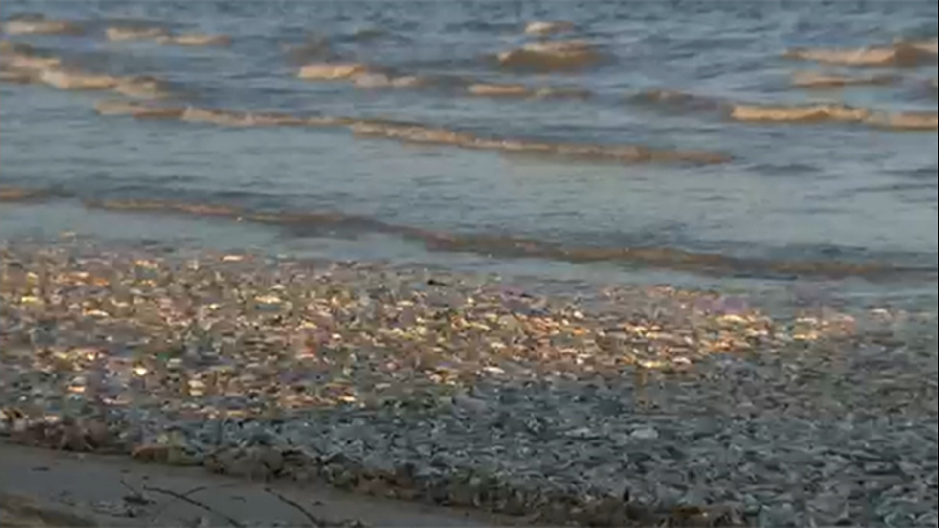 A video posted on social media shows hundreds of fish washed ashore on Bryan Beach in Freeport, Texas.