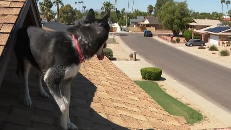 Arizona Husky becomes neighborhood roof watch