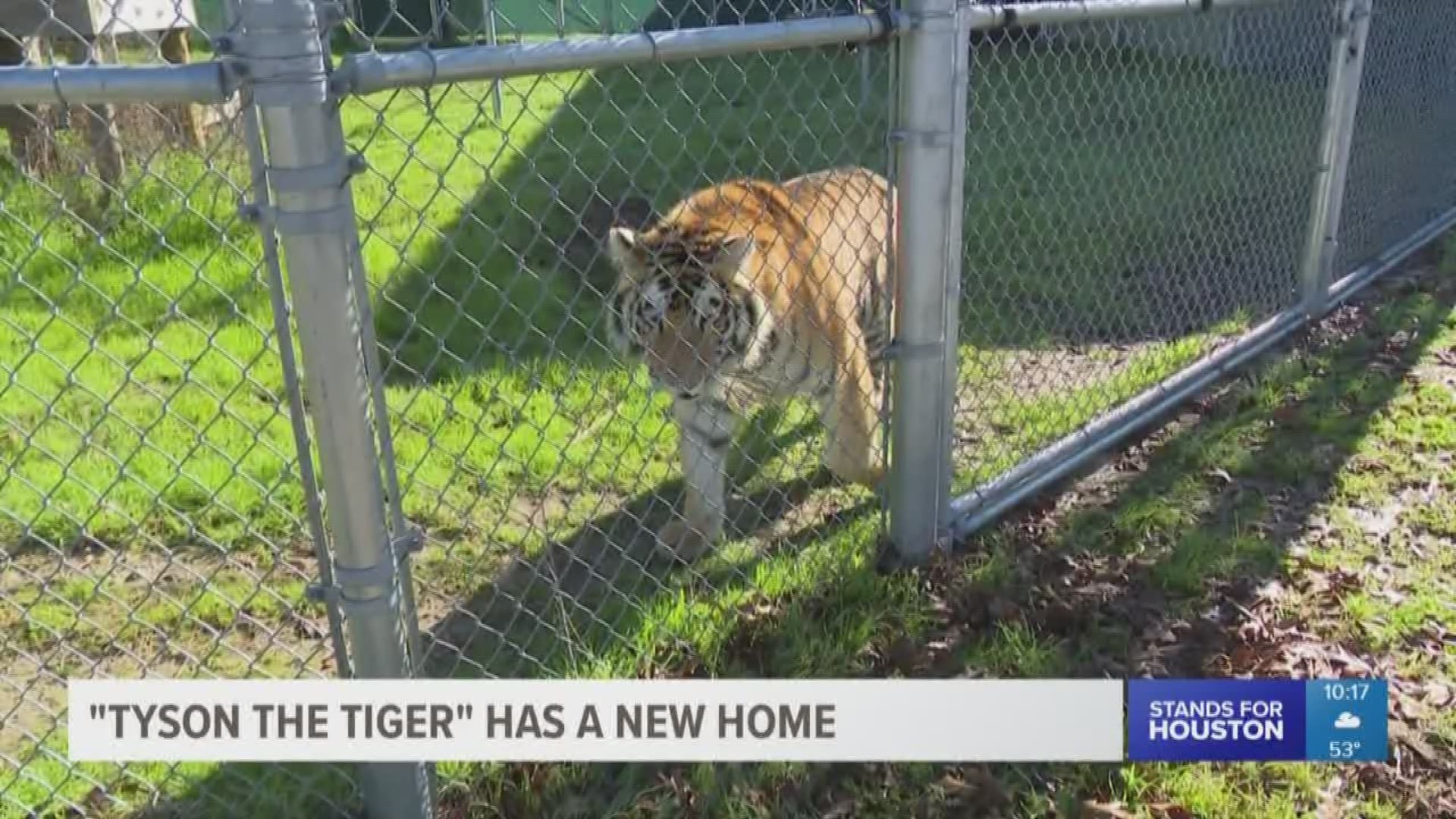 Life is good for a tiger that was found alone in a cage in a Houston home Monday. Tyson the tiger is now at Black Beauty Ranch in Henderson County and he's got a lot more room to stretch his legs.