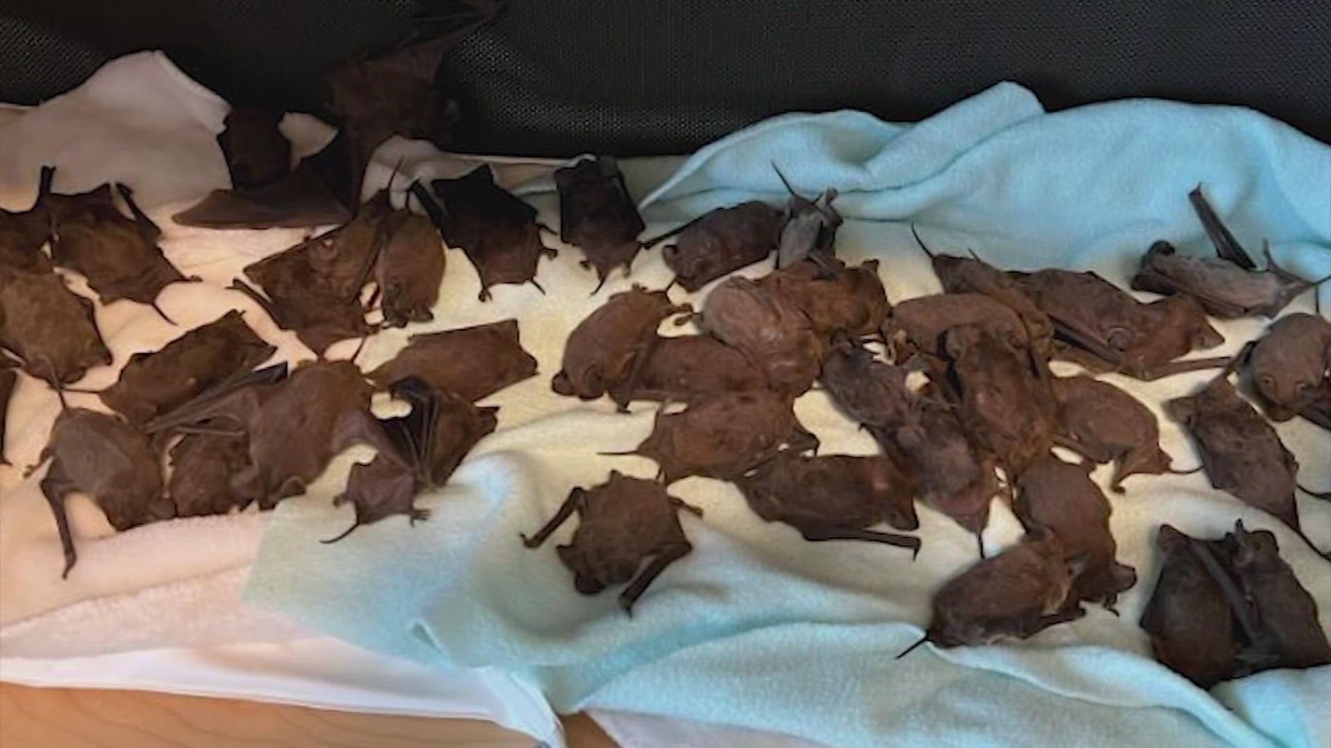 Frozen bats rescued during Houston freeze to be released today