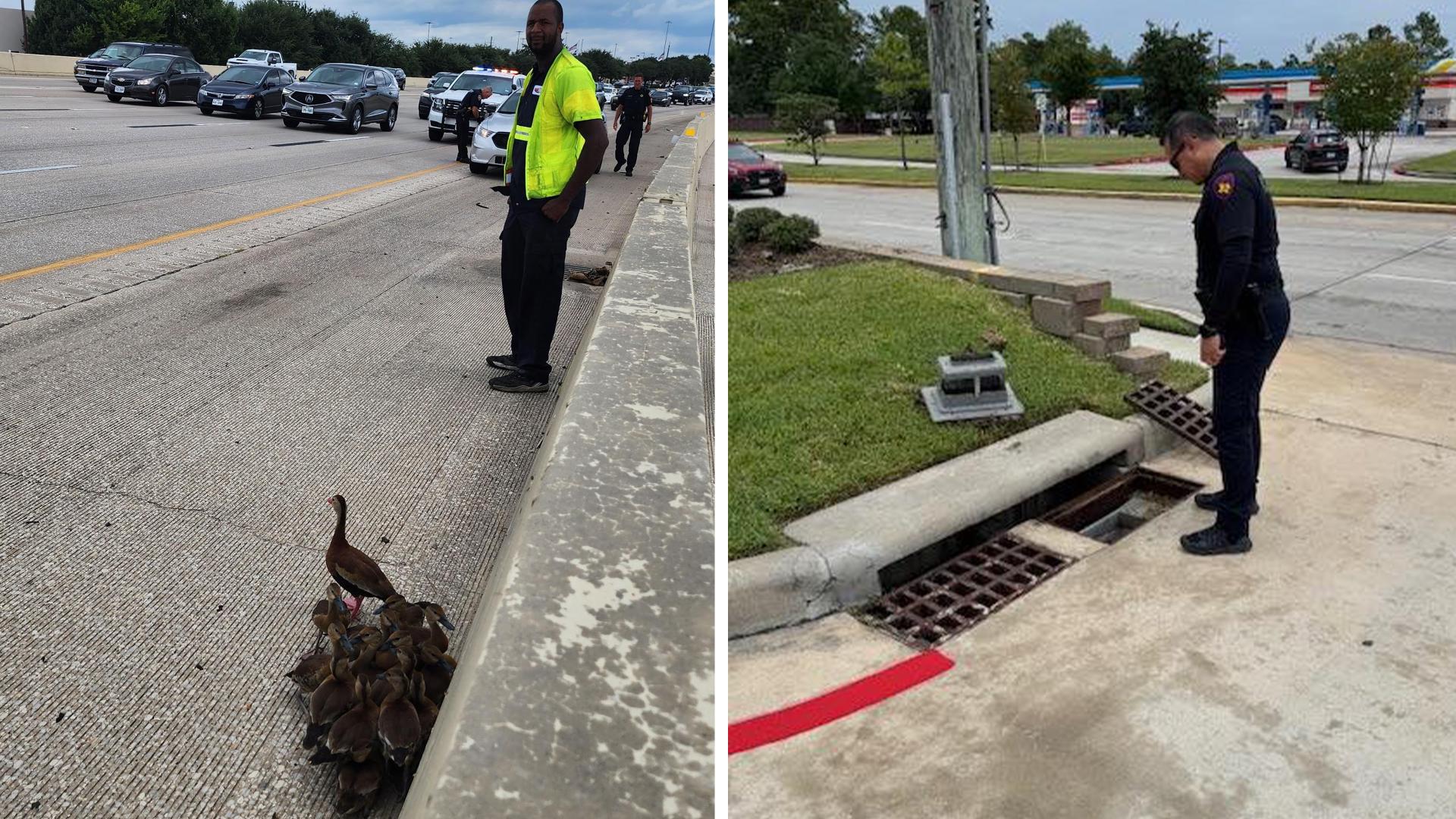 Harris County crews aid ducks in highway and drain rescue | khou.com