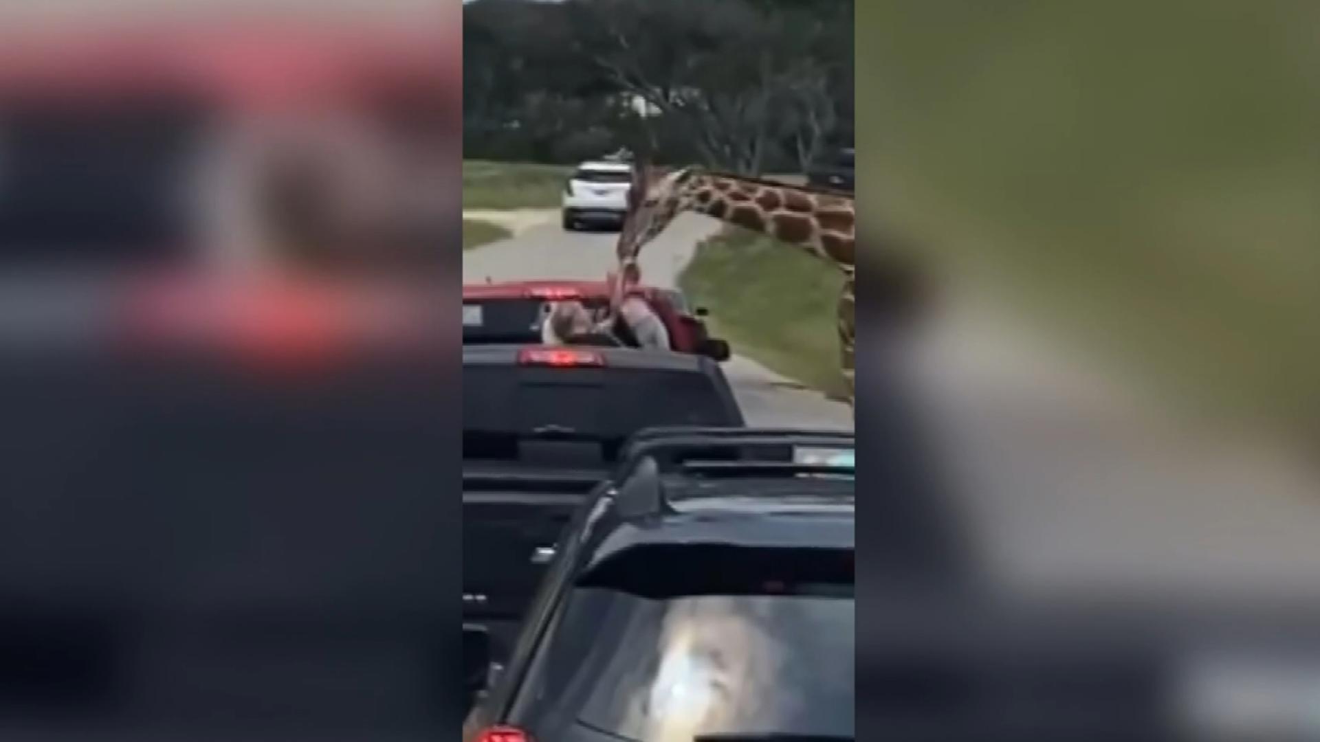 Two-year-old Paisley was lifted into the air by the giraffe at the drive-thru safari in Texas.