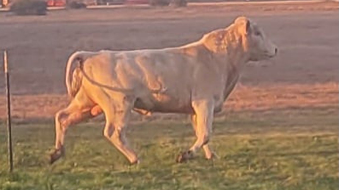 Banyak banteng: Pemilik banteng lepas dicari oleh sheriff Wharton County