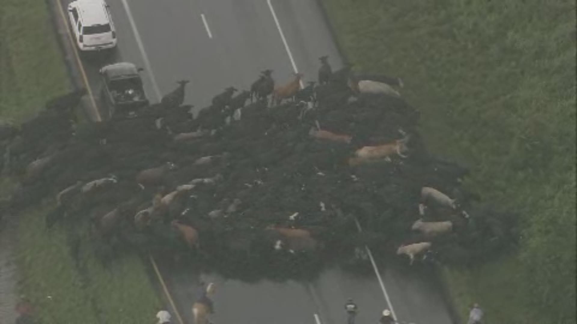 Hundreds of pets, wild animals rescued from floodwaters | khou.com