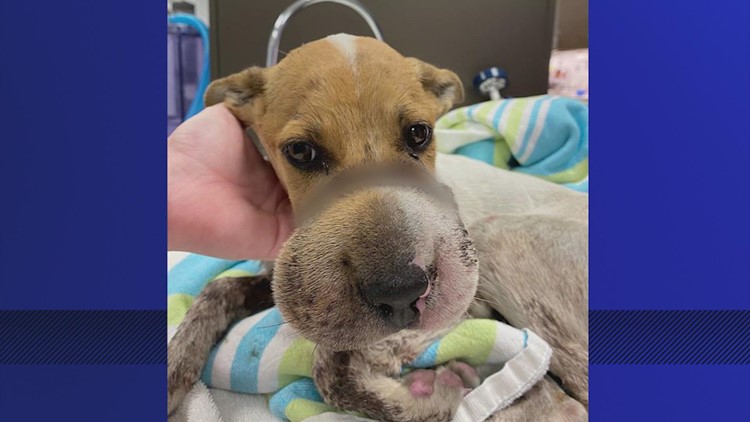 Update: Reward doubled to $10,000 in Houston puppy abuse case