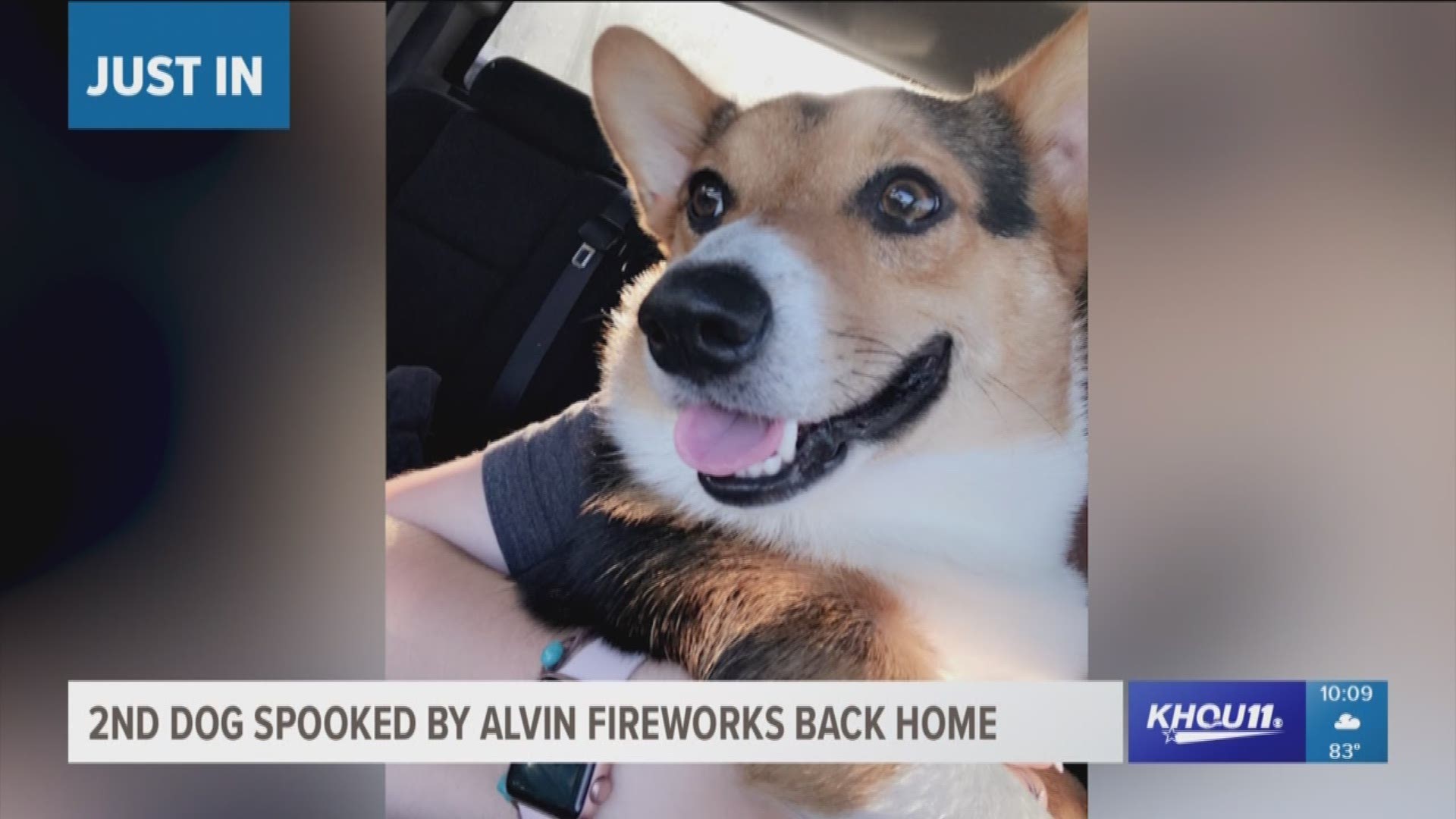 One of two dogs that ran away in Alvin last Friday after getting spooked by fireworks was reunited with his owner Wednesday.