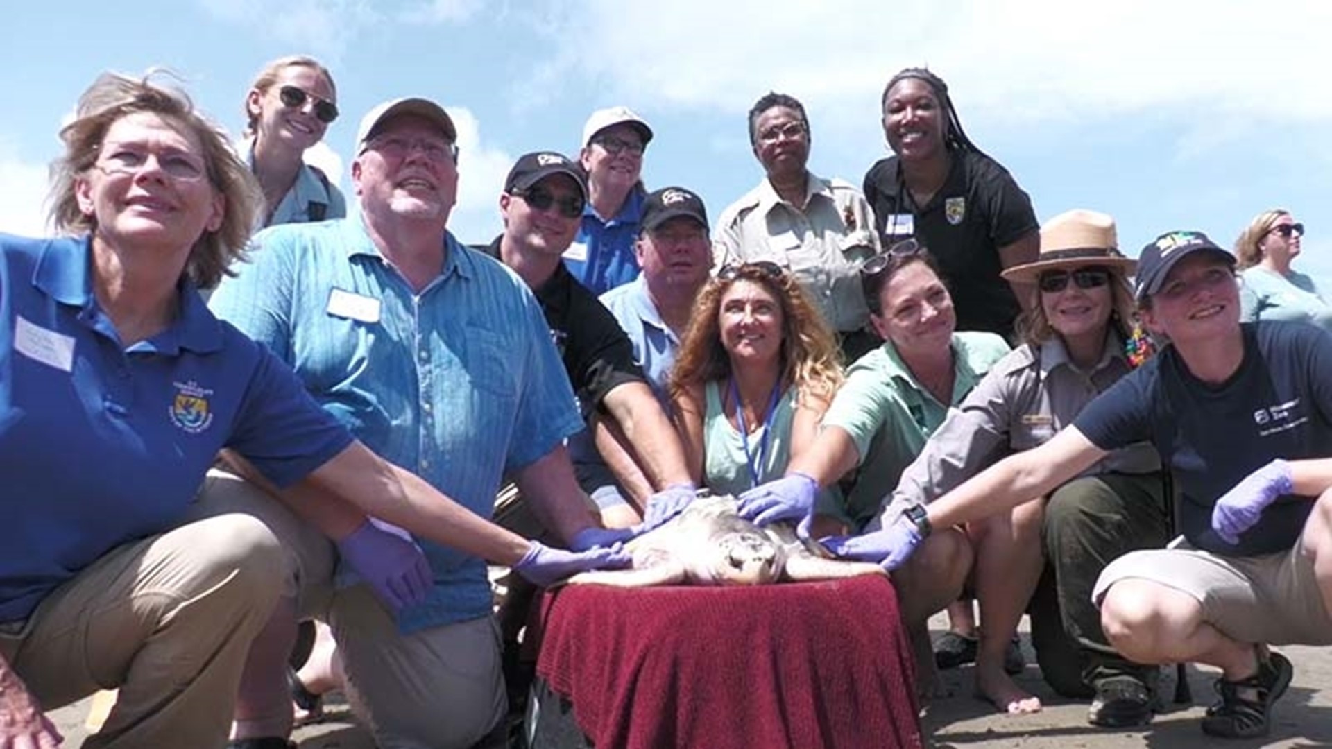 Endangered sea turtle's epic journey from Texas to Wales and back ...