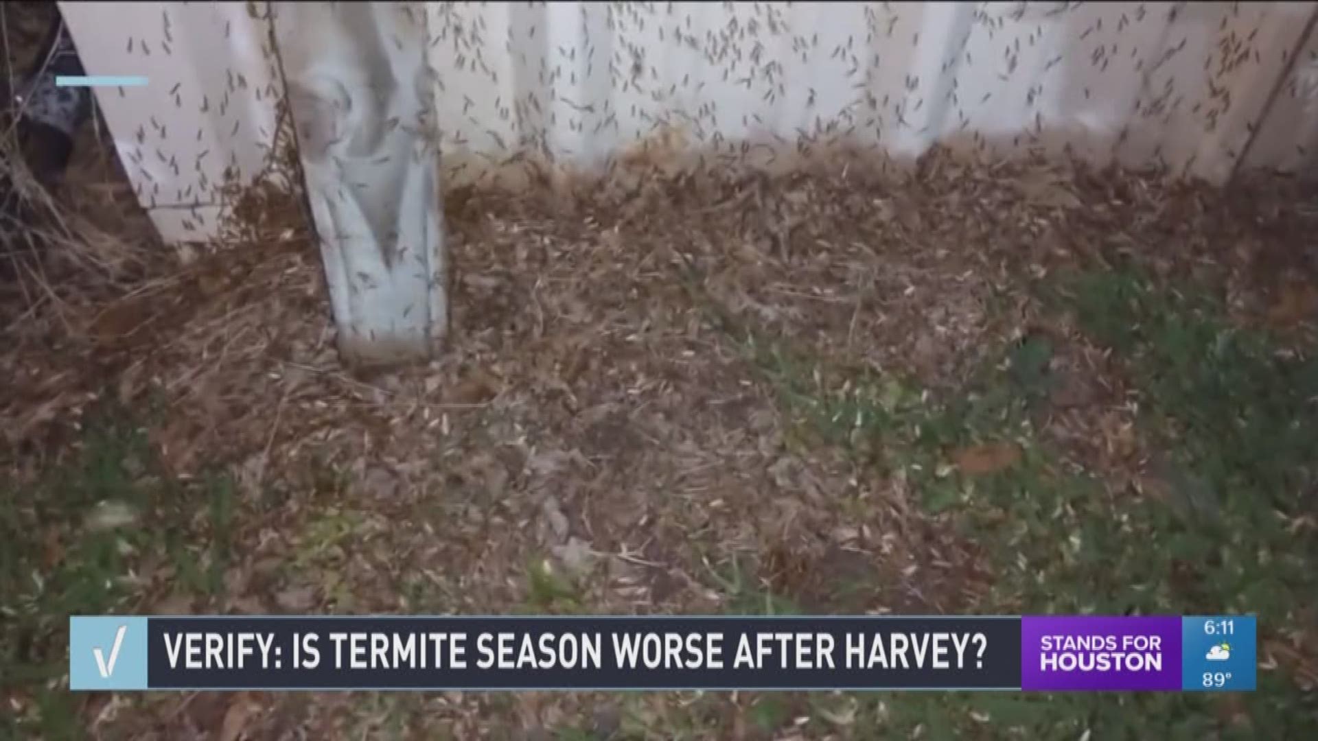 Our Verify team looked into a claim made on social media where people are asking, "Are there more termites in the Houston area because of Hurricane Harvey?"