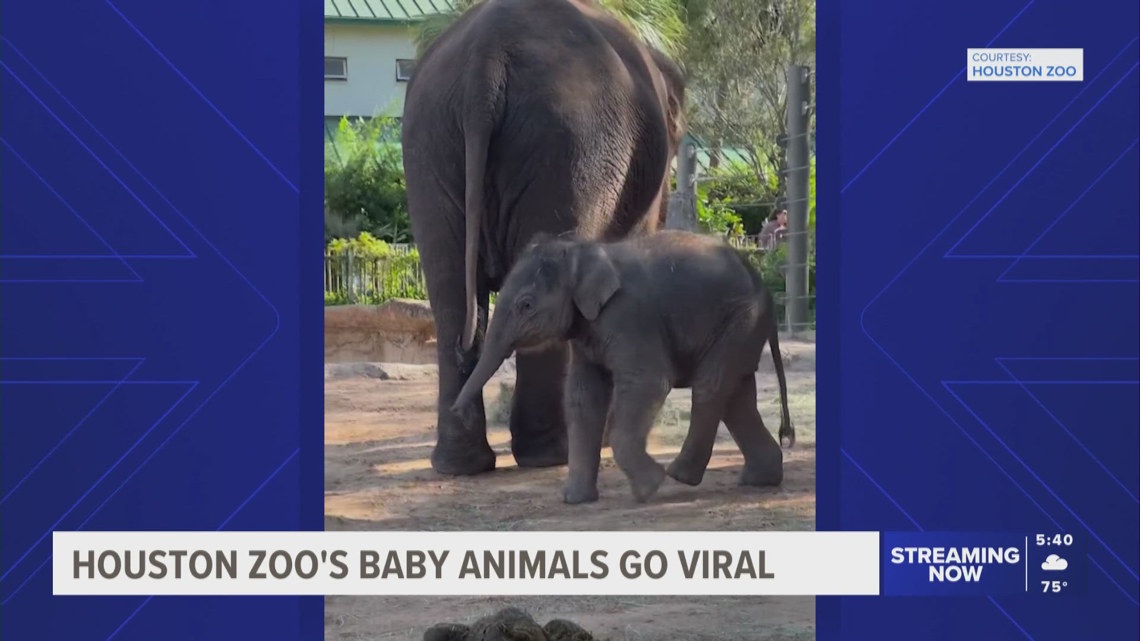 Baby Animals At The Houston Zoo Go Viral 