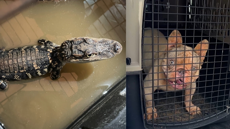 Read Alligator, puppies among 19 animals rescued from sweltering garage at Cypress-area home, Houston SPCA says