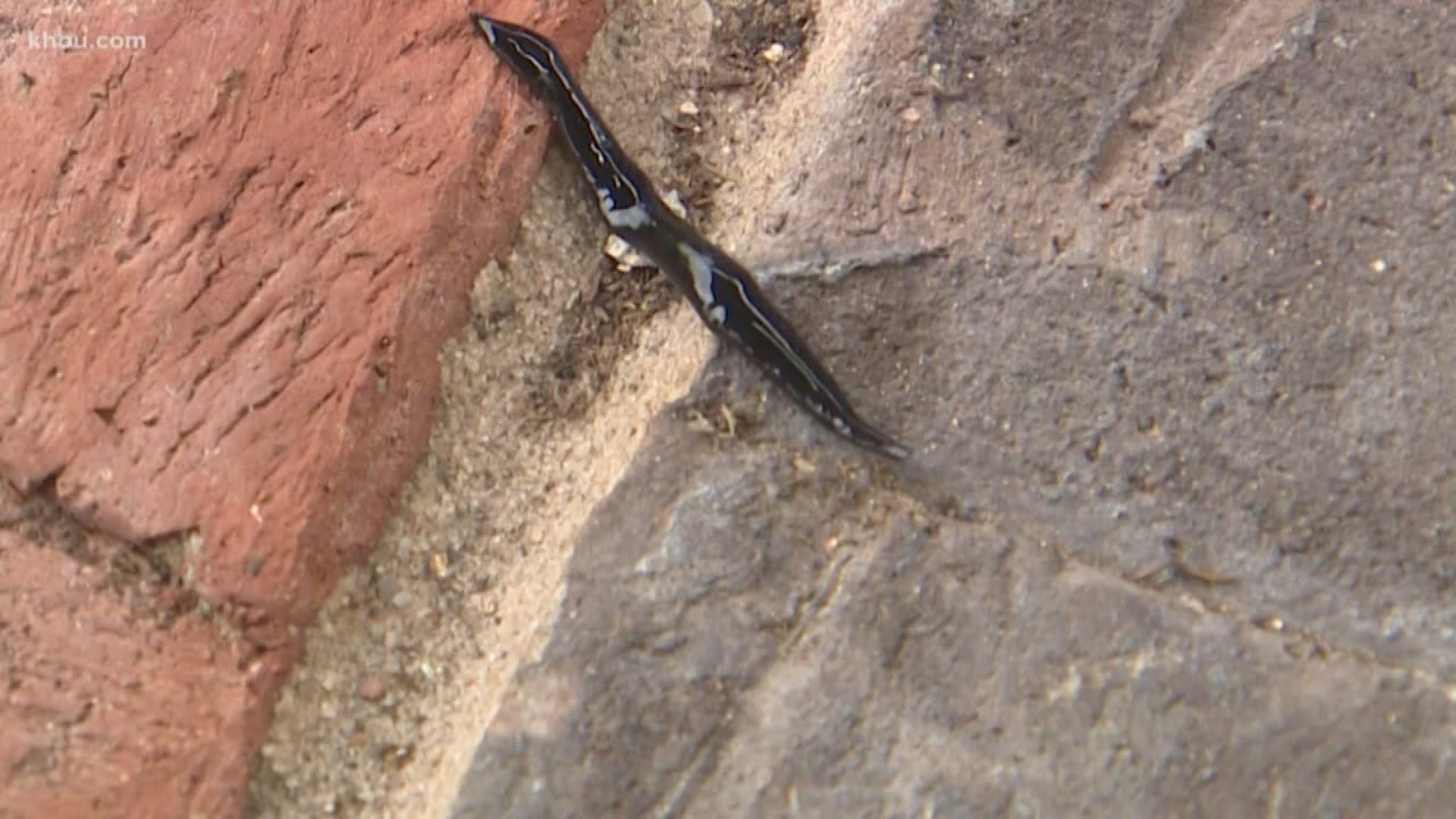 A Pearland woman is warning others of a potentially dangerous worm she discovered in her backyard.