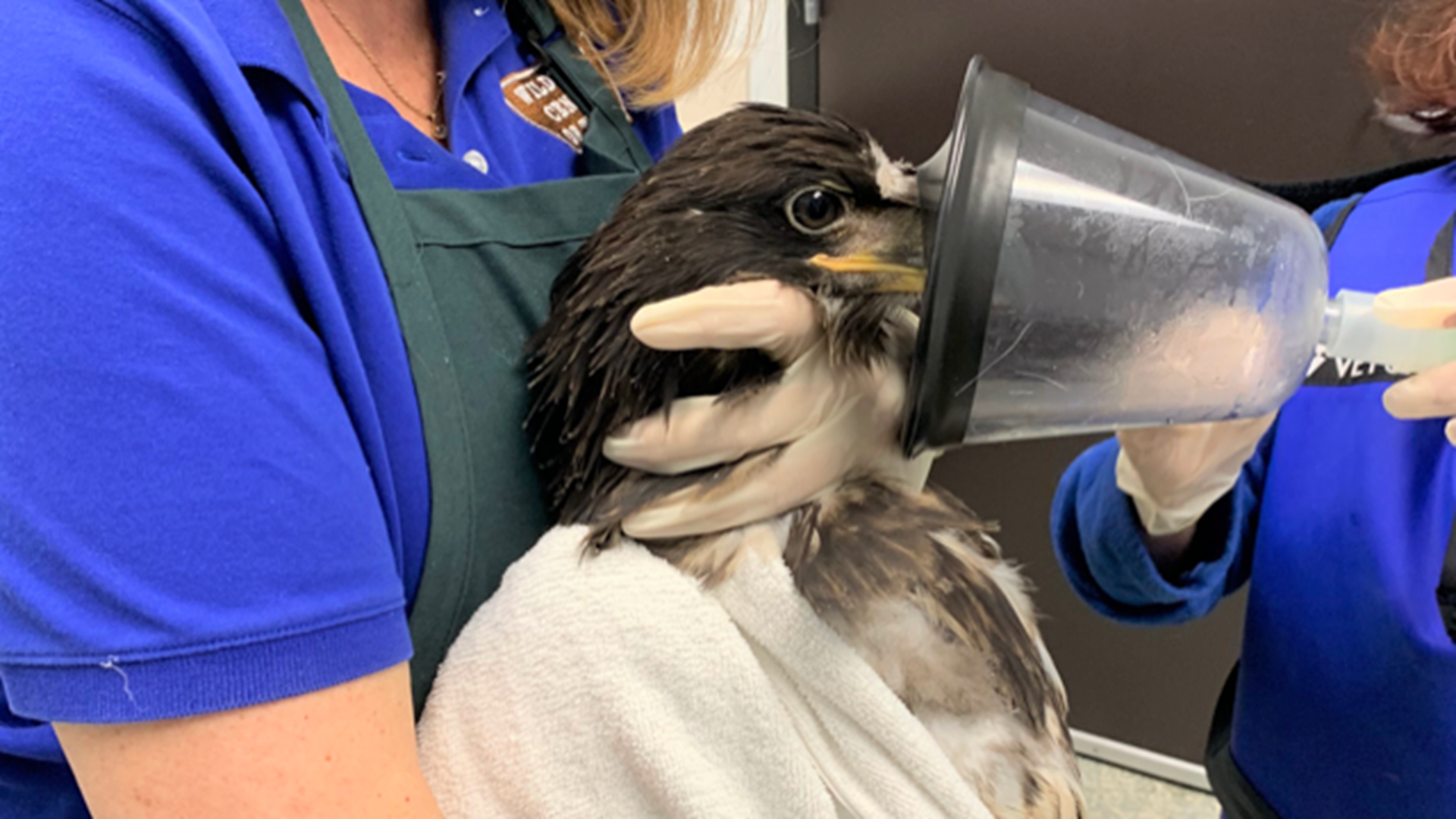 A young bald eagle that fell out of her nest last week in Webster is continuing to improve at the Houston SPCA’s Wildlife Center in Texas.