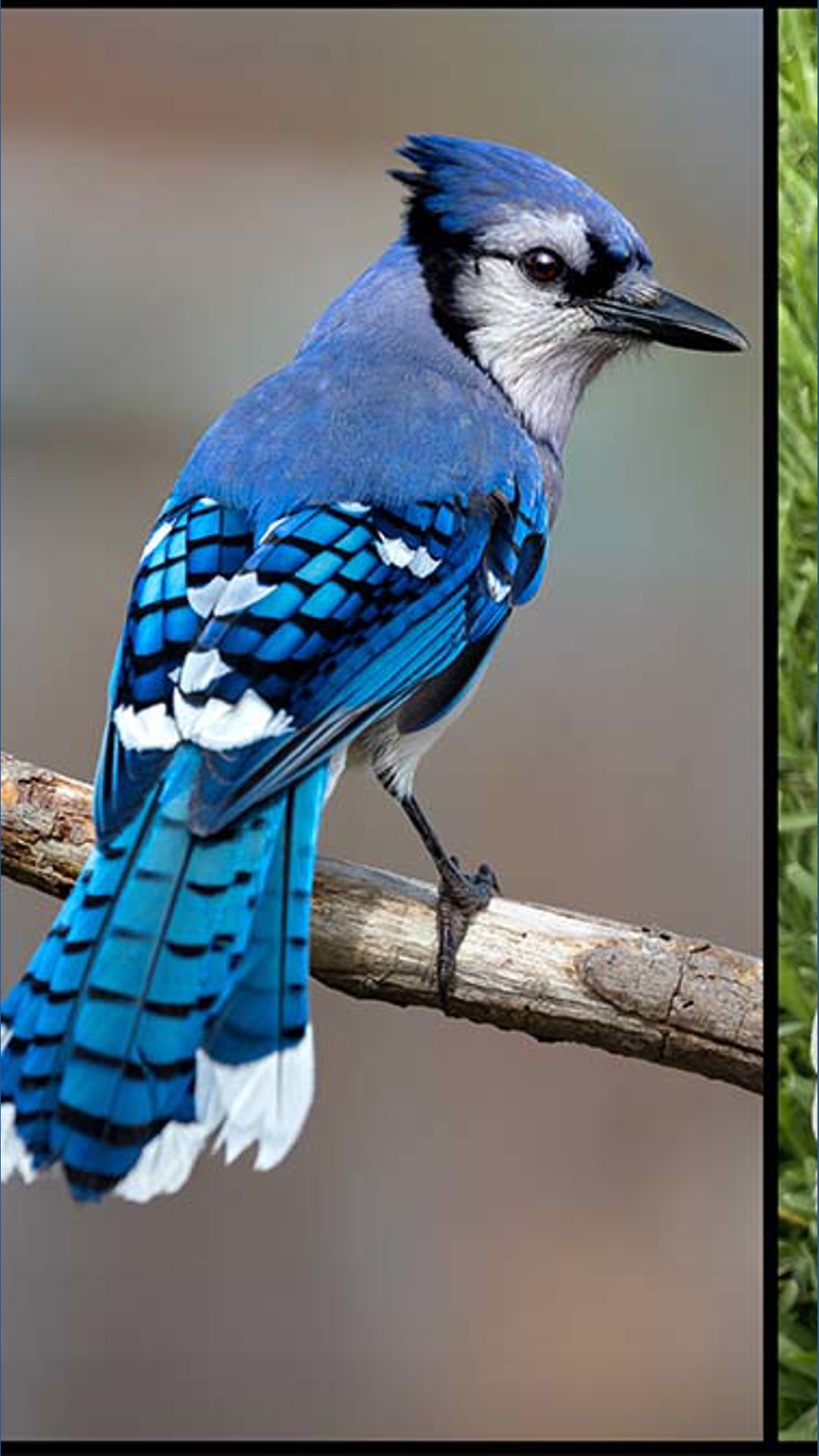 Texas hybrid bird may be first vertebrate created by climate