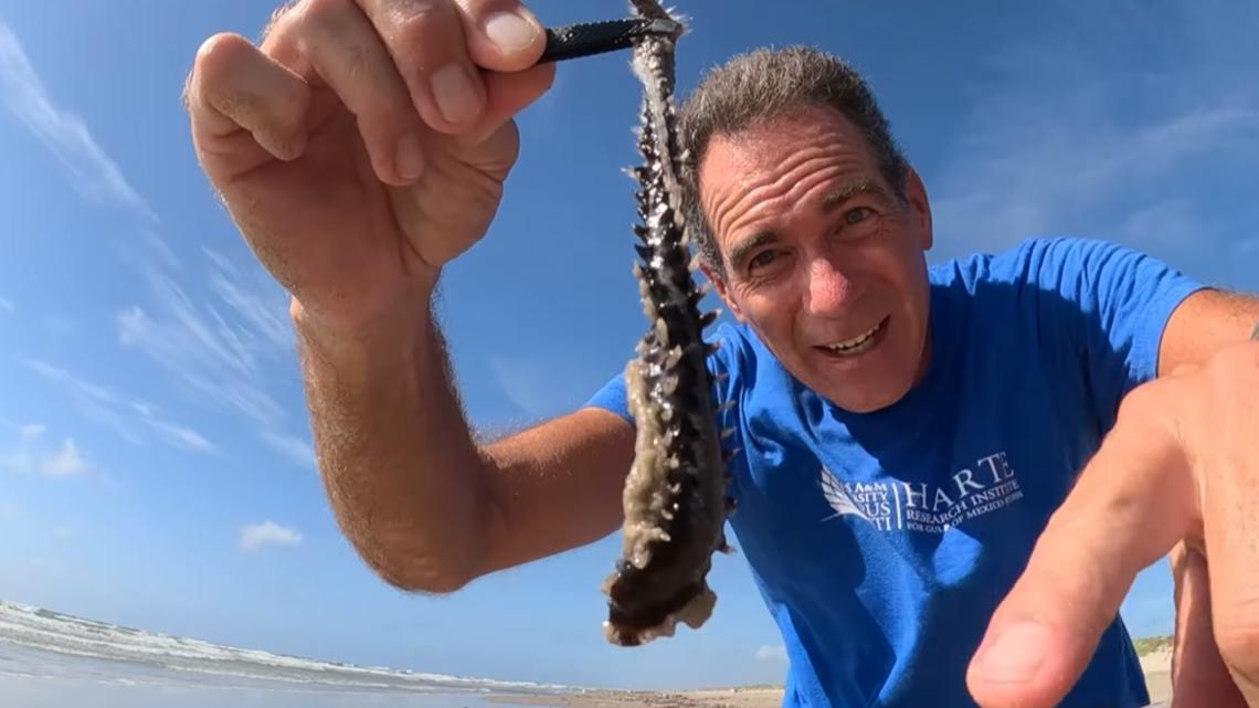 'Your worst nightmares' | Fireworm found on Texas beach has sting that ...