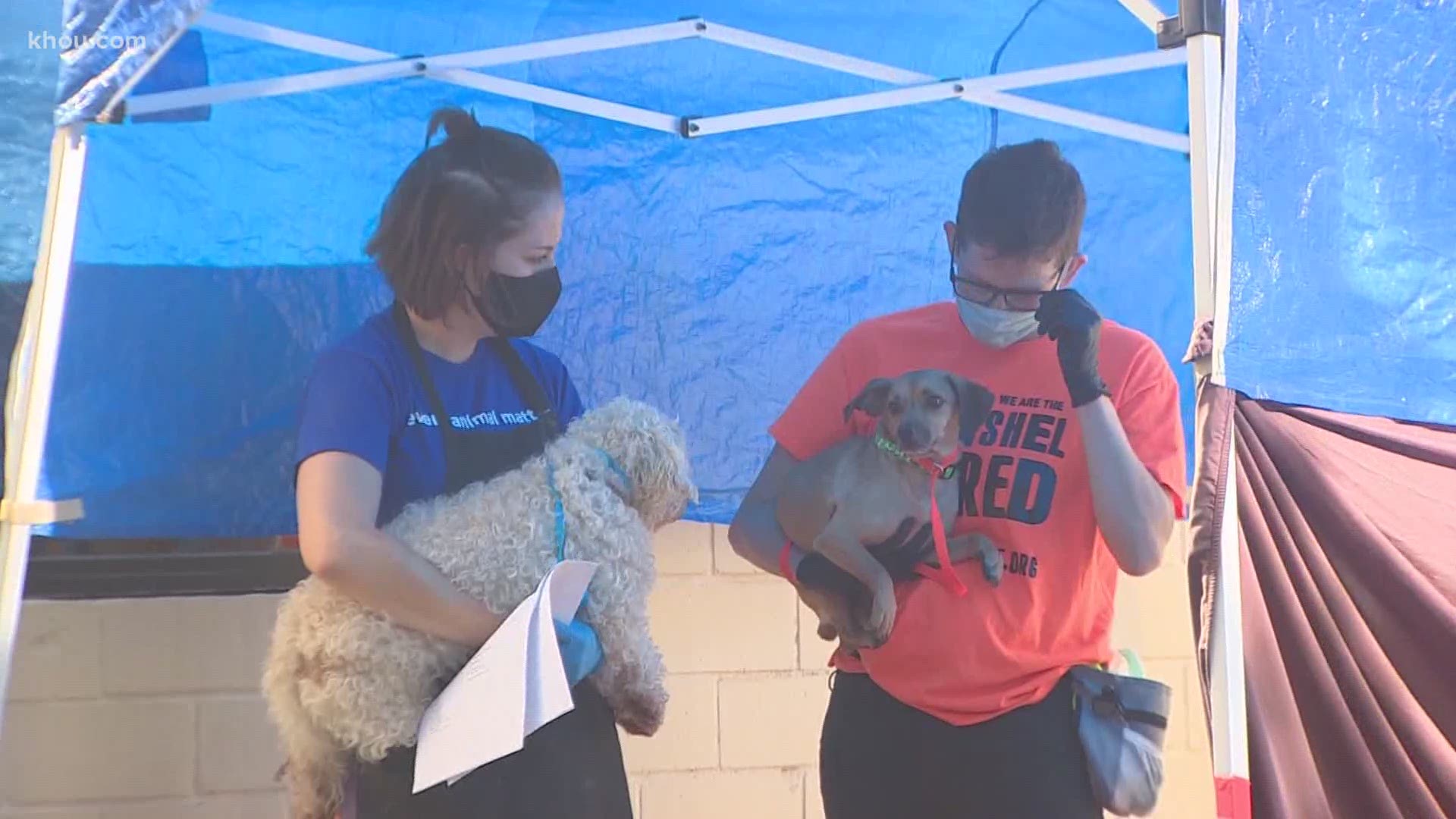 To help pet owners during the COVID-19 pandemic, Friends For Life has been vaccinating hundreds of pets and giving out thousands of pounds of pet food – all for free