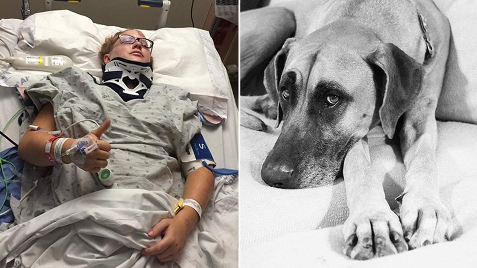 Heroic dog that gave up his life to save owner in TxDOT campaign | khou.com