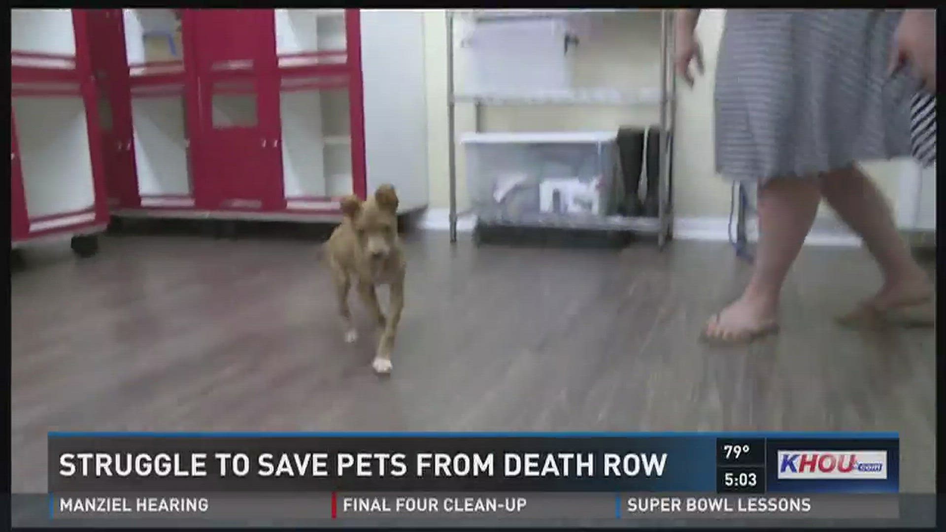 Local animal rescue forced to make tough changes 