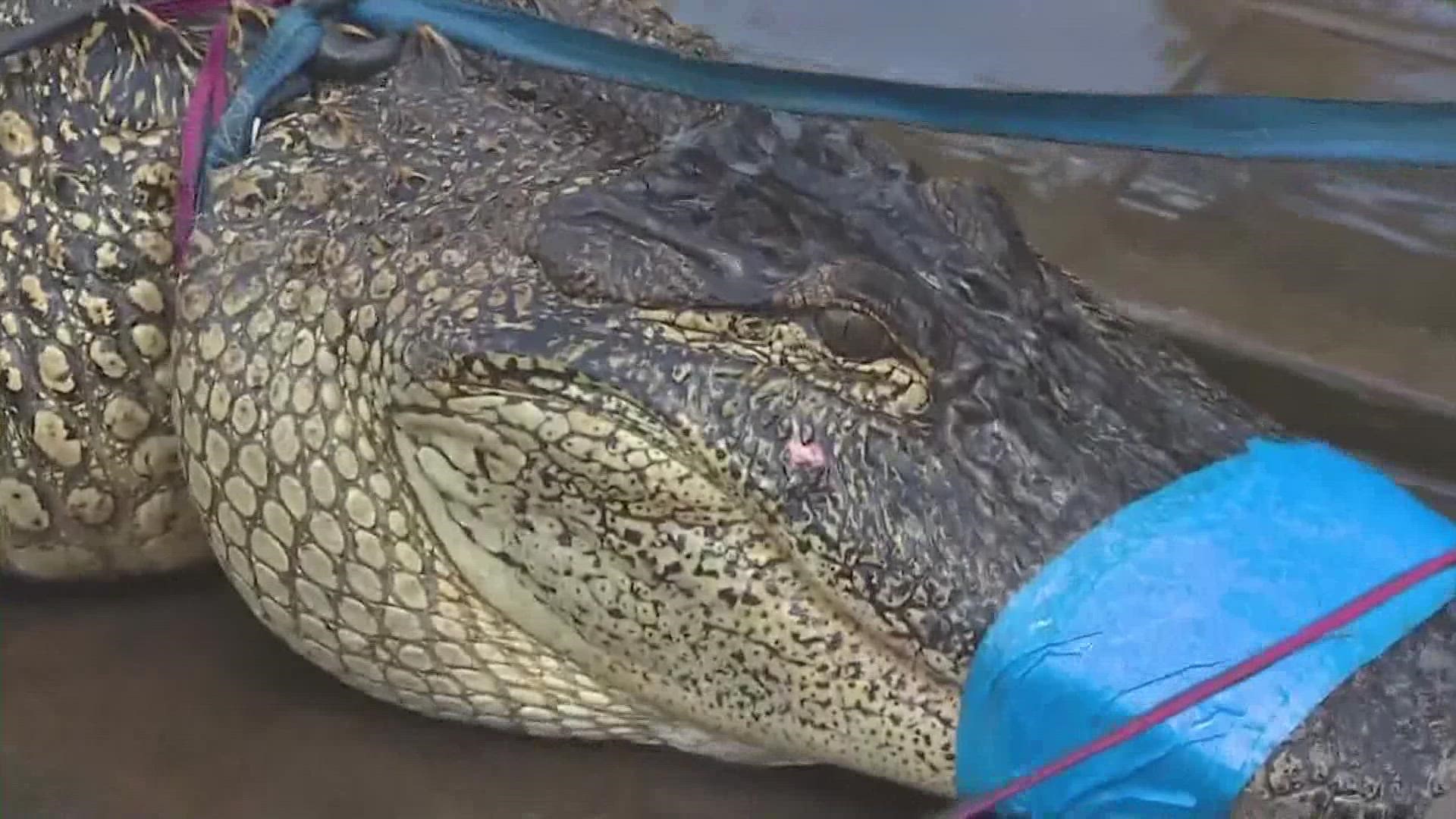 Texas Parks and Wildlife was called to the scene to capture the gator and take it to a more suitable habitat.