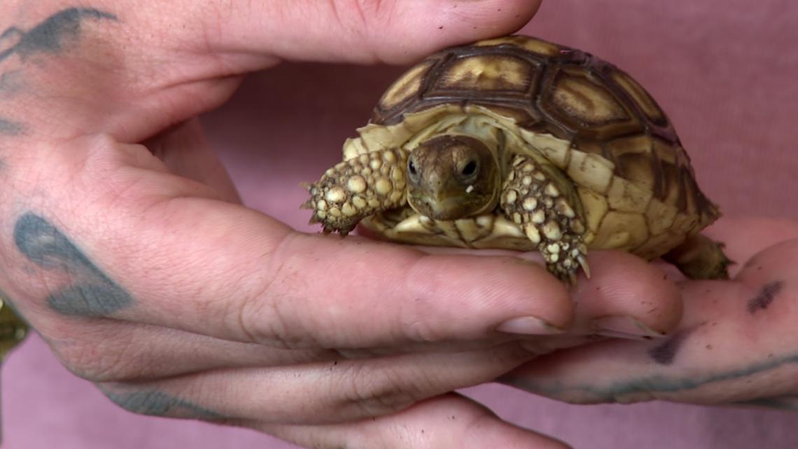 Surveillance video shows man stealing baby tortoise from Texas pet store