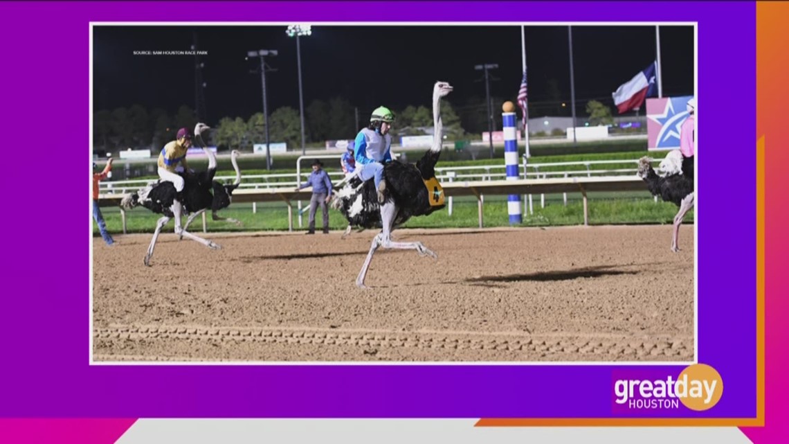 Find out where can you find ostrich races and secret-entry bars r ...