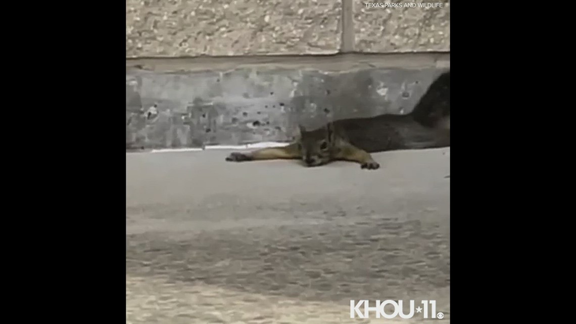 It s so hot in texas that the squirrels are splooting khou