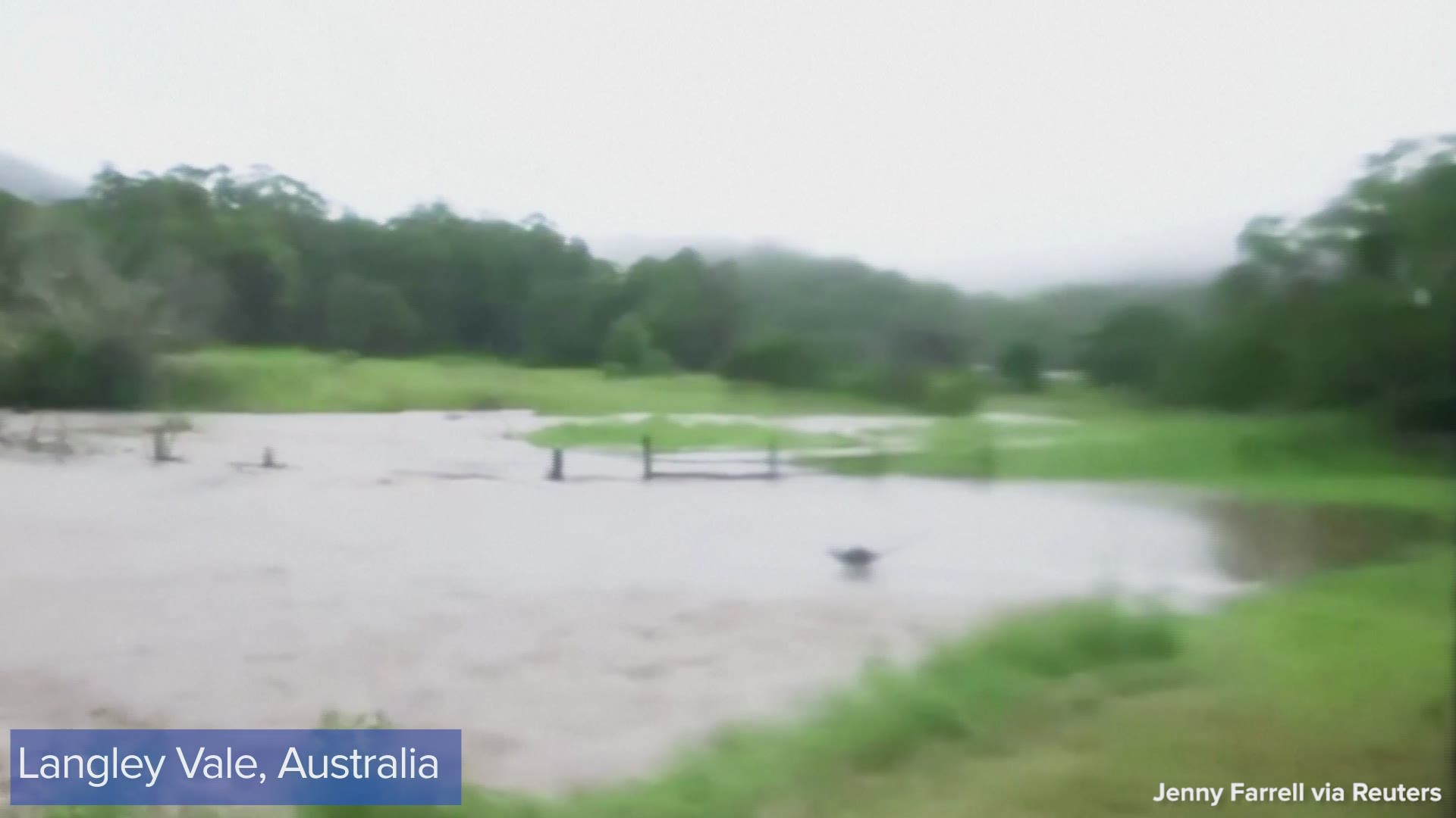 CLOSE CALL! This kangaroo narrowly escaped being swept away by floodwater in Australia on Friday (3/19).