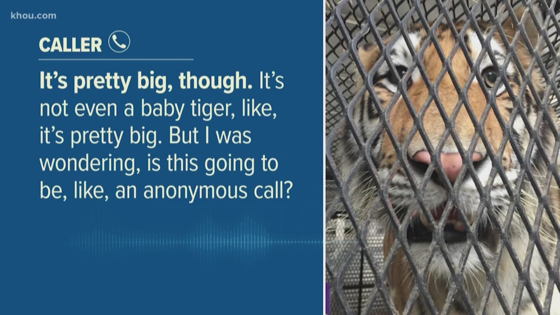 Listen to the phone call a woman made to 311 to report a tiger left abandoned in a southeast Houston home.