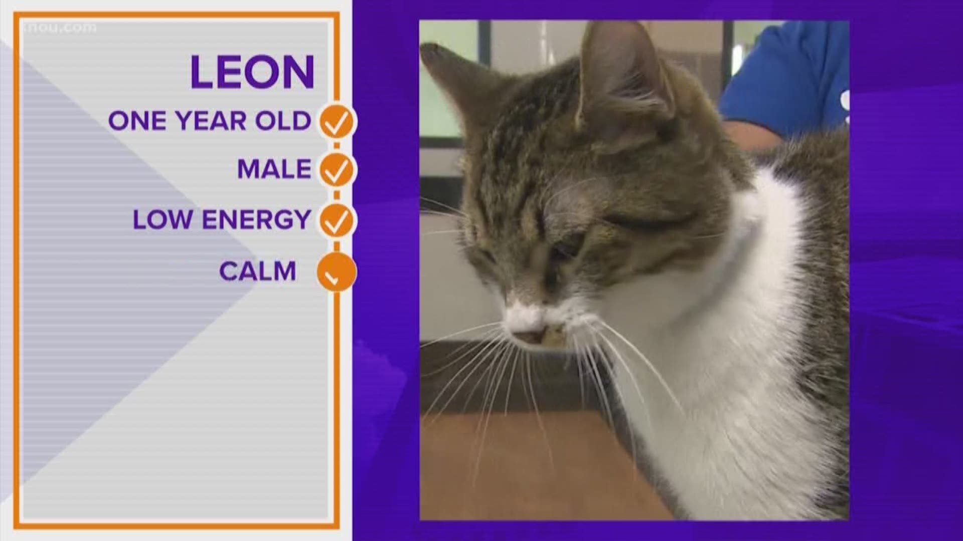 Leon is a one-year-old fella who would be purr-fect for anyone looking for a chill lap cat.