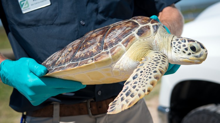 Houston Zoo releases sea turtles back into the wild | khou.com