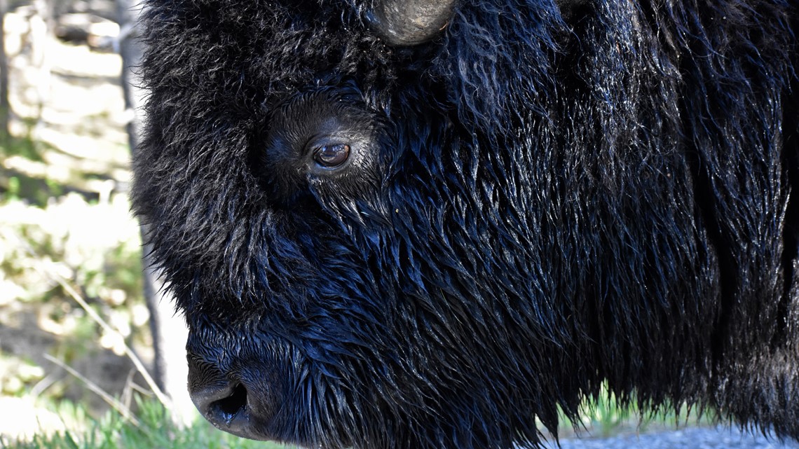 Orang lain ditanduk oleh bison di Yellowstone