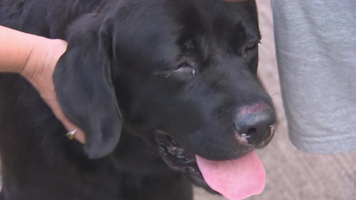 Meet Max, the hero pup credited with saving a Katy mother’s life while she was lost in the woods