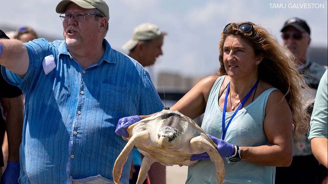 Endangered sea turtle's epic journey from Texas to Wales and back ...