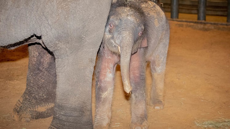 Watch: Baby elephant born at Houston Zoo | khou.com