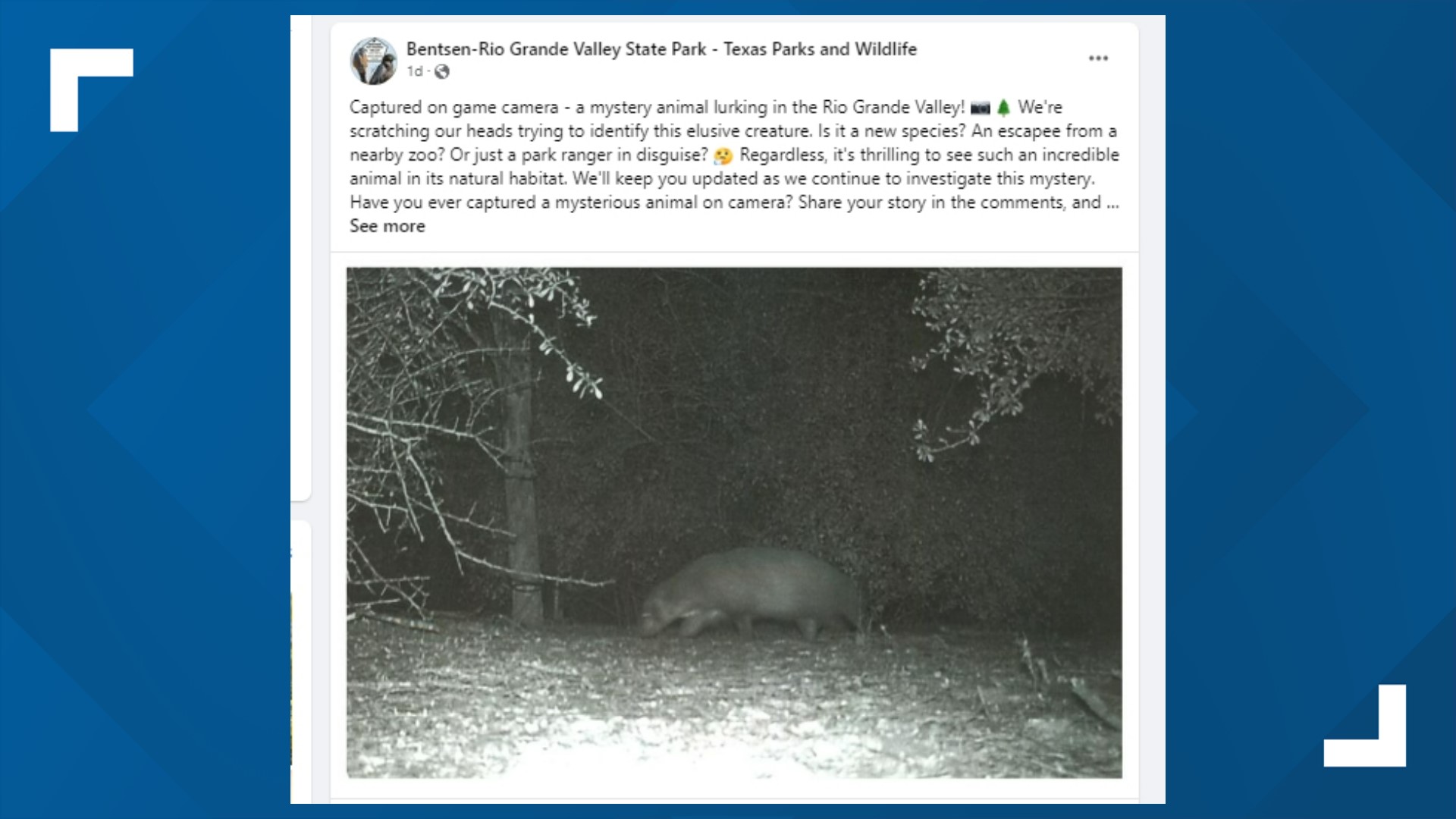 Texas Animal News: Mystery Creature Captured On Park Camera | Khou.com