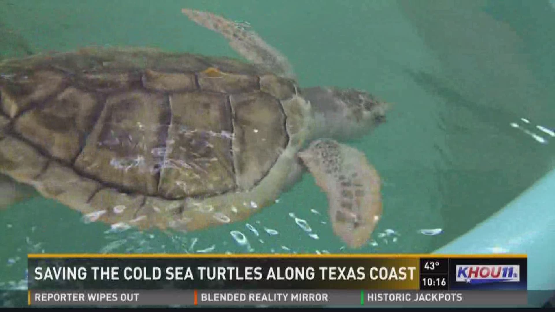 A huge effort is underway along the Texas coast to save sea turtles from the bitterly cold weather.