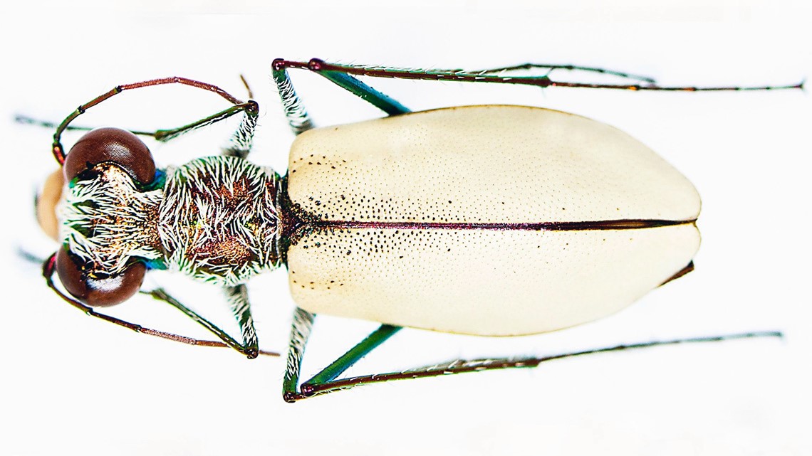 Houston news: Rice research team unearths new type of beetle | khou.com