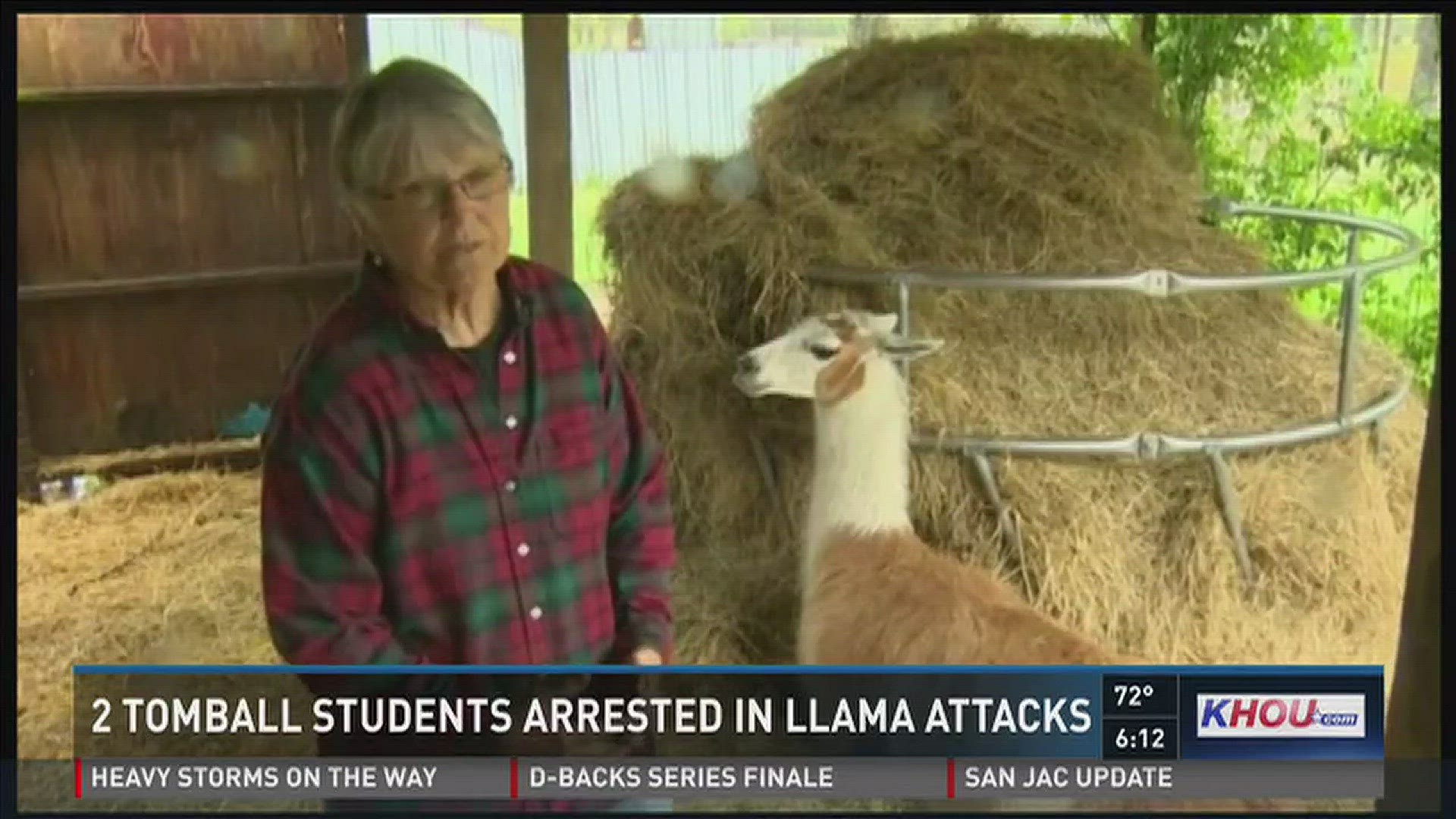 Teens charged with beheading 1 llama, shooting another 