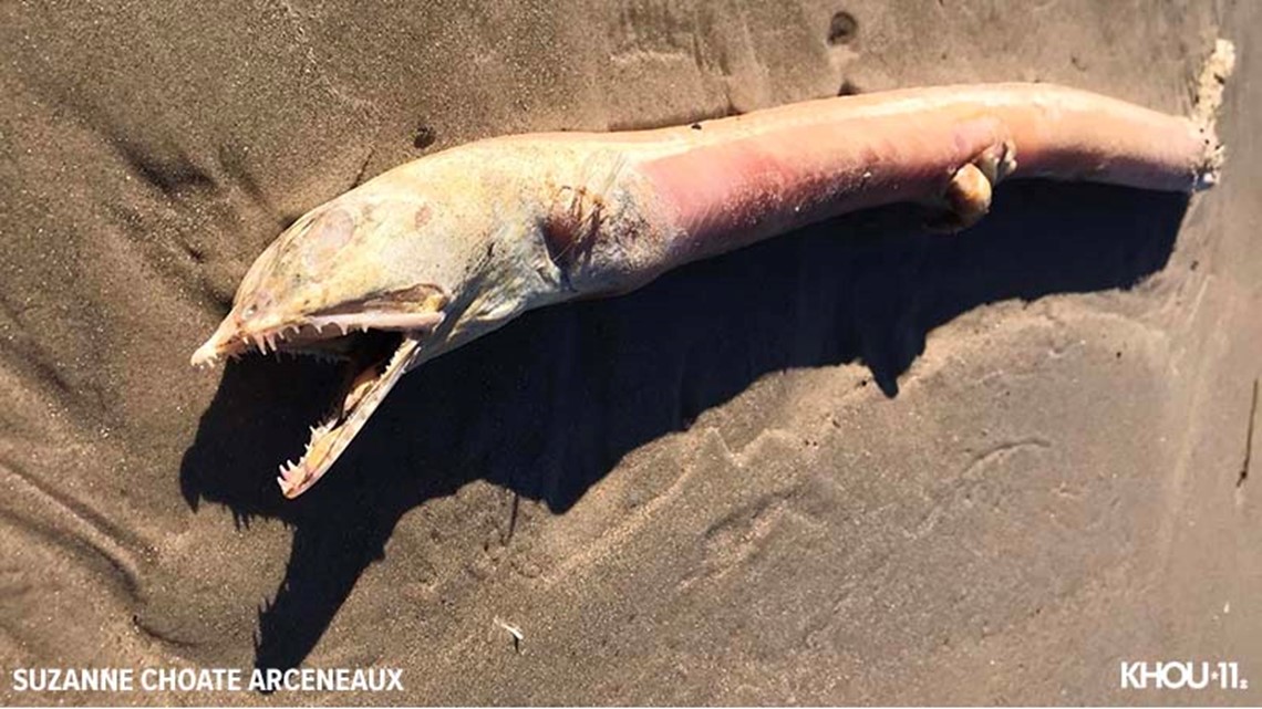 Photo of 'Scary' sea creature found on Bolivar Peninsula in Texas | khou.com