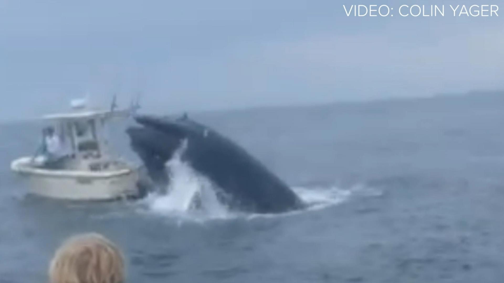 Video captured the while that jumped out of the water and put a boat on its side off the New Hampshire coast.