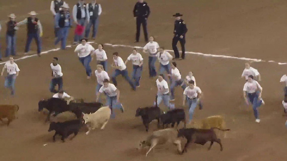 Students vie for scholarships during the Calf Scramble at the Houston Livestock Show & Rodeo