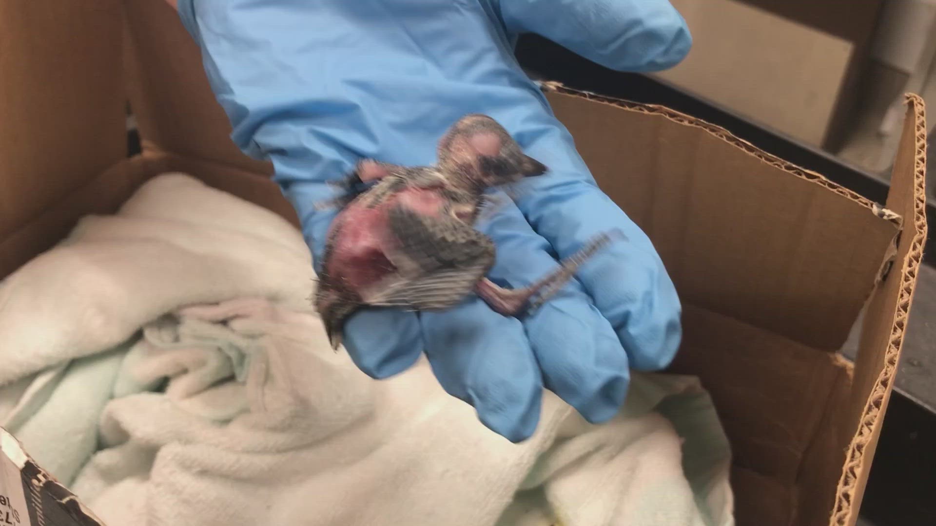The Houston SPCA’s Wildlife Center of Texas is treating more emaciated wild animals for dehydration as they struggle to find water in these scorching temperatures.