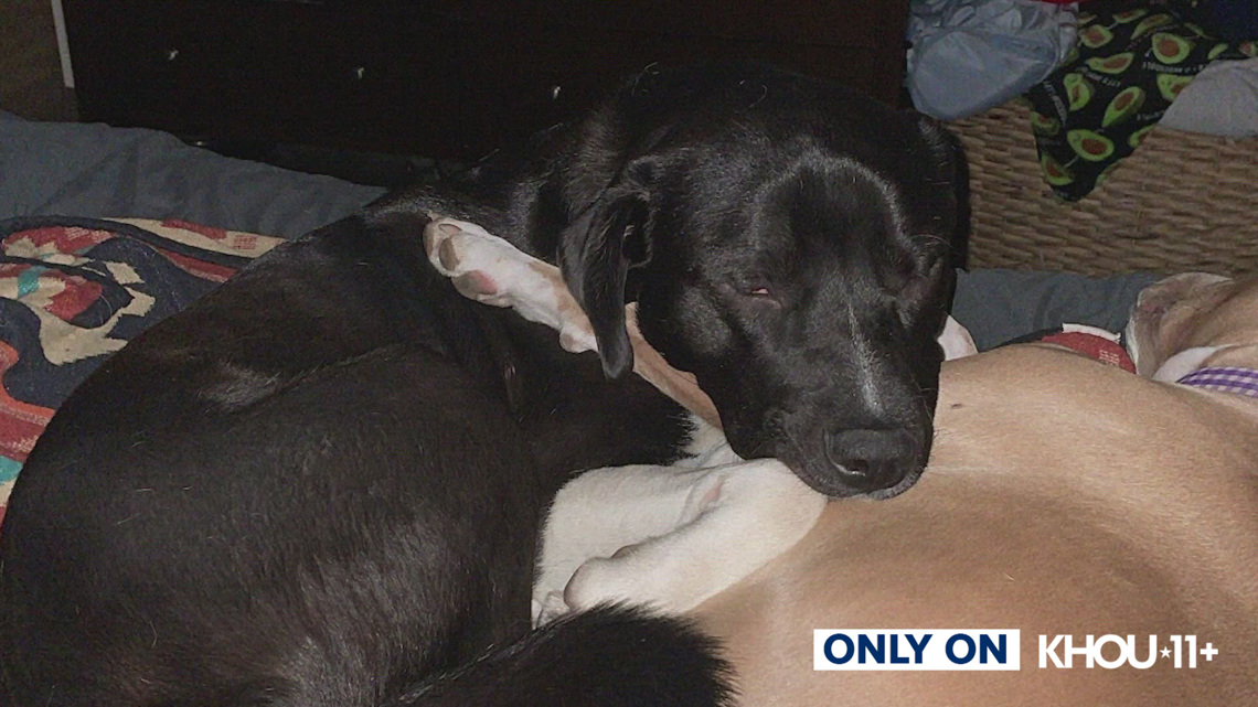 Dog dies after choking on leash at northwest Harris County doggy day ... - Velvet And Dog Choking Accidents During Holidays