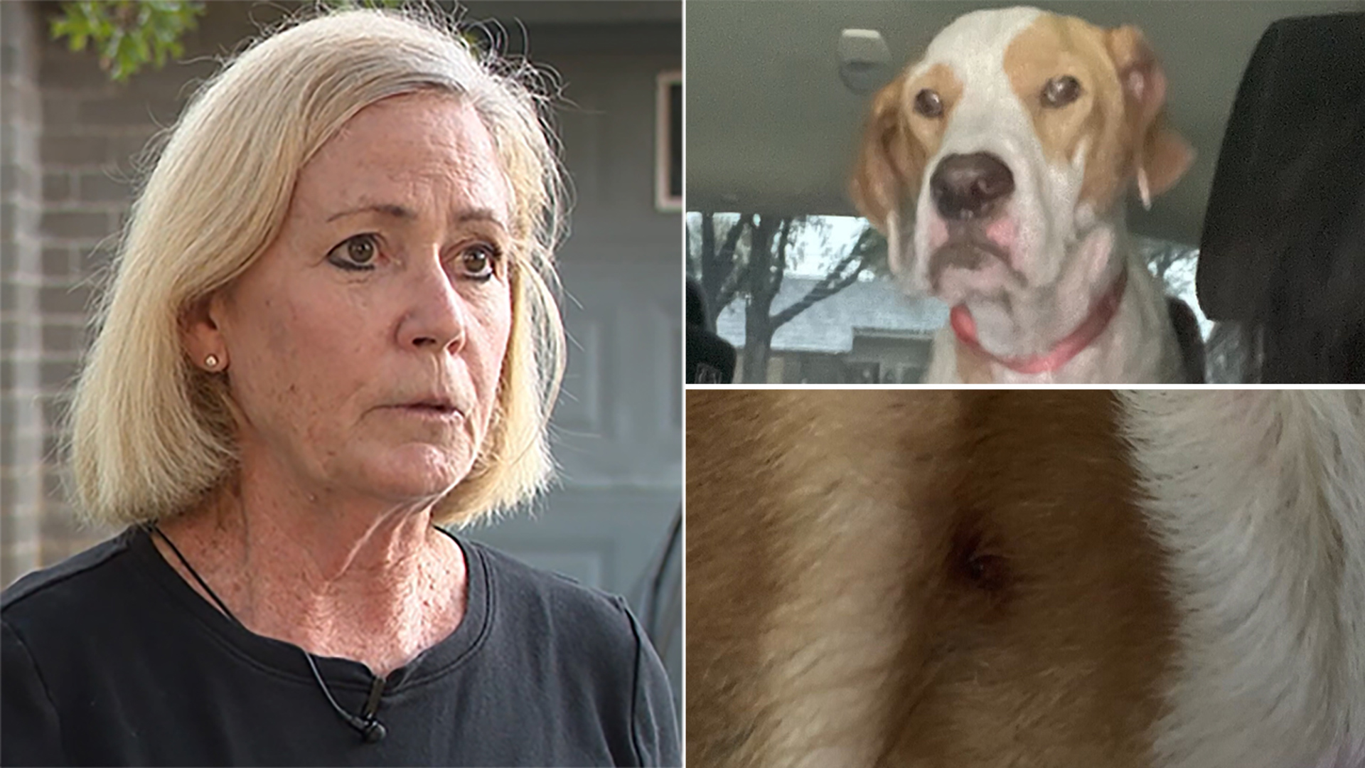 A Katy-area homeowner told KHOU 11 News she’s traumatized after burglars shot her dog and ransacked her home in the Sundown neighborhood.